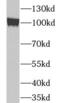 Tubulin Gamma Complex Associated Protein 3 antibody, FNab09102, FineTest, Western Blot image 
