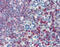 Intercellular adhesion molecule 5 antibody, 51-274, ProSci, Immunohistochemistry paraffin image 