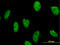 DNA-3-methyladenine glycosylase antibody, LS-C133325, Lifespan Biosciences, Immunofluorescence image 