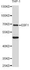 Ebf antibody, LS-C747858, Lifespan Biosciences, Western Blot image 