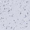 Leucine Rich Repeat Containing 8 VRAC Subunit E antibody, NBP1-82078, Novus Biologicals, Immunohistochemistry frozen image 