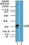Megakaryocyte And Platelet Inhibitory Receptor G6b antibody, PA5-23300, Invitrogen Antibodies, Western Blot image 