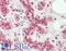 General Transcription Factor IIB antibody, LS-B14087, Lifespan Biosciences, Immunohistochemistry paraffin image 