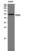 GPR172A antibody, A08399, Boster Biological Technology, Western Blot image 