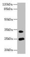 Melanoregulin antibody, LS-C396805, Lifespan Biosciences, Western Blot image 