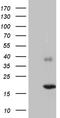 Chromosome 5 Open Reading Frame 56 antibody, TA811508, Origene, Western Blot image 