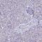 Sphingolipid Transporter 1 (Putative) antibody, HPA041995, Atlas Antibodies, Immunohistochemistry paraffin image 