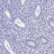 Zona Pellucida Binding Protein antibody, PA5-63603, Invitrogen Antibodies, Immunohistochemistry paraffin image 