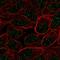 Zinc Finger Protein 432 antibody, HPA052082, Atlas Antibodies, Immunocytochemistry image 