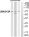 Ubiquitin-associated and SH3 domain-containing protein A antibody, abx014929, Abbexa, Western Blot image 