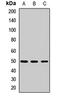 ILT3 antibody, orb412538, Biorbyt, Western Blot image 