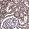 Inner Mitochondrial Membrane Peptidase Subunit 1 antibody, NBP2-68738, Novus Biologicals, Immunohistochemistry paraffin image 