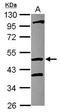 COP9 Signalosome Subunit 4 antibody, GTX117852, GeneTex, Western Blot image 