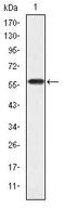 CRK Like Proto-Oncogene, Adaptor Protein antibody, MA5-15867, Invitrogen Antibodies, Western Blot image 