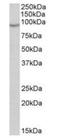 NADPH Oxidase 5 antibody, orb125115, Biorbyt, Western Blot image 