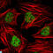 Histone Deacetylase 3 antibody, LS-C812634, Lifespan Biosciences, Immunofluorescence image 