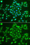 Ubiquitin carboxyl-terminal hydrolase isozyme L5 antibody, 23-324, ProSci, Immunofluorescence image 