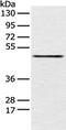 PCI Domain Containing 2 antibody, PA5-51182, Invitrogen Antibodies, Western Blot image 
