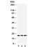 Serine And Arginine Rich Splicing Factor 3 antibody, R32173, NSJ Bioreagents, Western Blot image 