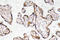 Serpin Family F Member 1 antibody, LS-C177223, Lifespan Biosciences, Immunohistochemistry frozen image 