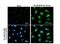 BrdU antibody, NBP2-14890, Novus Biologicals, Immunofluorescence image 