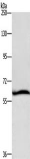 Decapping MRNA 1A antibody, TA349871, Origene, Western Blot image 