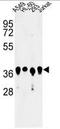 Arginine And Glutamate Rich 1 antibody, AP50229PU-N, Origene, Western Blot image 