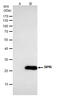 Sepiapterin Reductase antibody, GTX113552, GeneTex, Immunoprecipitation image 