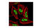 Histone H3 antibody, 9763S, Cell Signaling Technology, Immunocytochemistry image 