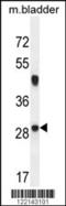 Neurocalcin Delta antibody, 55-219, ProSci, Western Blot image 