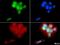 Piezo Type Mechanosensitive Ion Channel Component 2 antibody, NBP1-78624, Novus Biologicals, Immunofluorescence image 
