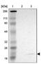 PRA1 Domain Family Member 2 antibody, NBP1-87886, Novus Biologicals, Western Blot image 