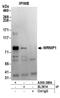 ATPase WRNIP1 antibody, A301-389A, Bethyl Labs, Immunoprecipitation image 