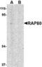 Ubiquitin Interaction Motif Containing 1 antibody, TA306471, Origene, Western Blot image 