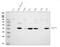 Pdl1 antibody, PB9154, Boster Biological Technology, Western Blot image 