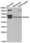RUNX Family Transcription Factor 1 antibody, TA327245, Origene, Western Blot image 