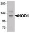 Nucleotide Binding Oligomerization Domain Containing 1 antibody, PA5-21015, Invitrogen Antibodies, Western Blot image 