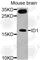 DNA-binding protein inhibitor ID-1 antibody, A8432, ABclonal Technology, Western Blot image 