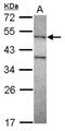 DNA Polymerase Mu antibody, NBP2-16189, Novus Biologicals, Western Blot image 