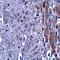Leucine Zipper Tumor Suppressor 2 antibody, orb75161, Biorbyt, Immunohistochemistry paraffin image 