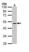 Coagulation Factor X antibody, orb74114, Biorbyt, Western Blot image 