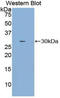 Nitric Oxide Synthase Interacting Protein antibody, LS-C684362, Lifespan Biosciences, Western Blot image 