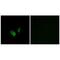 Cyclic nucleotide-gated olfactory channel antibody, PA5-50017, Invitrogen Antibodies, Immunofluorescence image 
