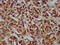 Cytochrome P450 Family 8 Subfamily B Member 1 antibody, LS-C675073, Lifespan Biosciences, Immunohistochemistry paraffin image 