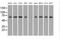 Leukotriene A4 Hydrolase antibody, MA5-24985, Invitrogen Antibodies, Western Blot image 