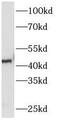 Plasminogen activator inhibitor 1 antibody, FNab06114, FineTest, Western Blot image 
