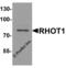 Mitochondrial Rho GTPase 1 antibody, 8027, ProSci, Western Blot image 