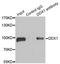 DEAD-Box Helicase 1 antibody, A03727, Boster Biological Technology, Immunoprecipitation image 
