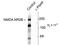 Glutamate Ionotropic Receptor NMDA Type Subunit 2B antibody, TA309196, Origene, Western Blot image 