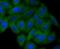 Double-stranded RNA-binding protein Staufen homolog 1 antibody, A04259-1, Boster Biological Technology, Immunocytochemistry image 